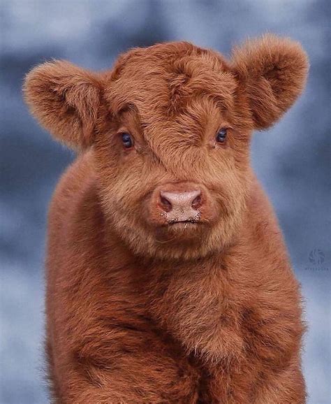 Arcane Wildlife on Instagram: “Highland cattle calf. An ancient ...