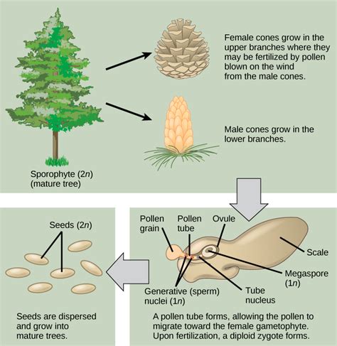 Gymnosperms · Biology