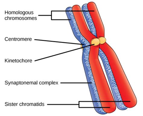 Labeled Chromosome Structure Diagram - img-probe