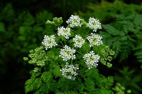 Conium maculatum - Wildflowers of the National Capital Region