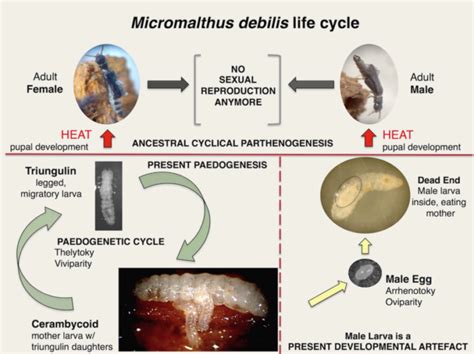 Parthenogenesis in insects: synthesis