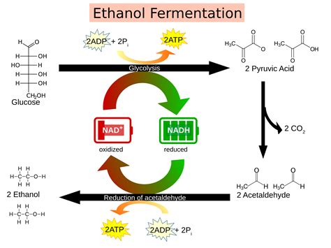 Fermentation | Biology OER