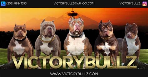 Washington XL American Bully Breeders