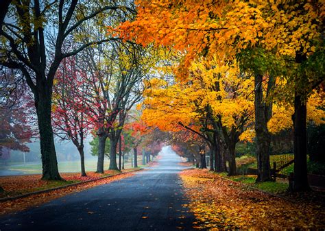 trees, Path, Road, Nature, Fall, Leaves, Autumn, Splendor, Autumn ...