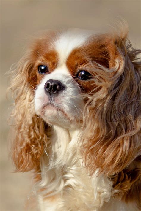 Cavalier King Charles Spaniel Puppies (19 cute pups) - Talk to Dogs