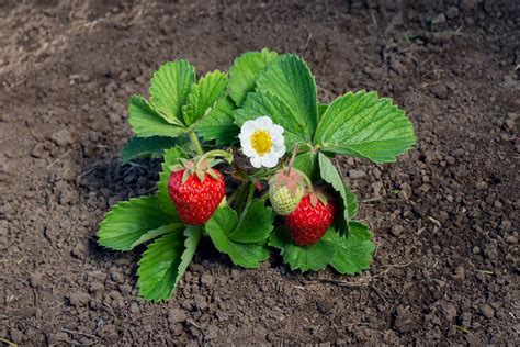 A Guide To Strawberry Flowers - Workshopedia