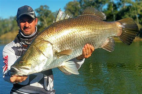 Barramundi open season is fast approaching | Observer