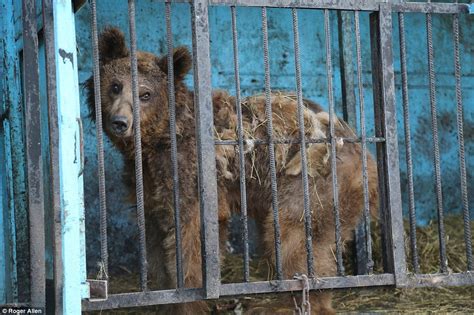 The Pretty Lie or The Ugly Truth: Inside the world's saddest zoo ...