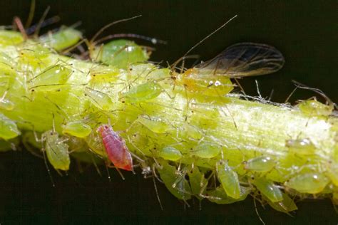 Aphids on Tomatoes: 10 Things You Should Know to Strengthen Defense