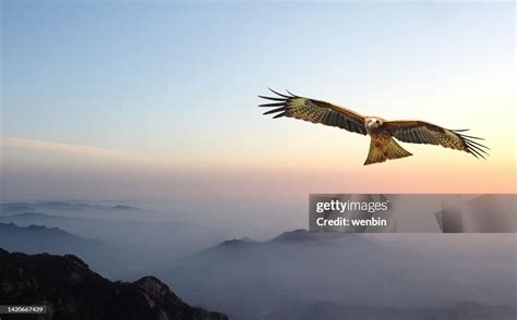 Eagle Flying Over Mist Mountains In The Morning High-Res Stock Photo ...