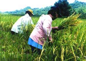 Fact Sheet Philippines – Women in agriculture, environment and rural ...