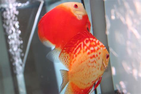 Discus Fish Breeding [Parts 1 & 2] – Myrtle Beach Discus