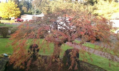 How to Prune a Japanese Maple Tree - Japanese Maple Tree Pruning ...