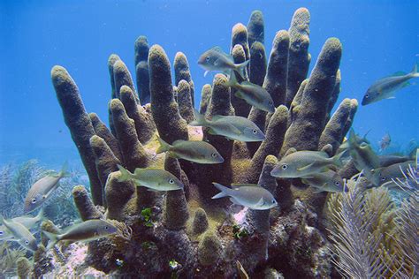 Pillar Coral | NOAA Fisheries