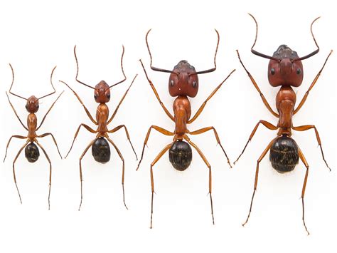 Researchers nearly double the size of worker ants | Science | AAAS