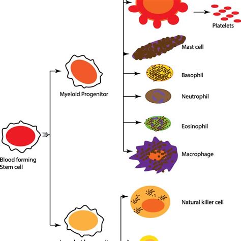 Blood Cancer Types