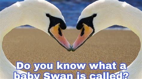 Swan | Do you know what a baby swan is called? | Amazing facts about ...