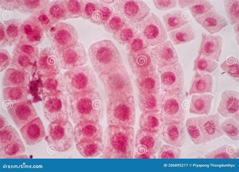 Cellular Division Under Microscope. Mitosis, The Process Of Cell ...