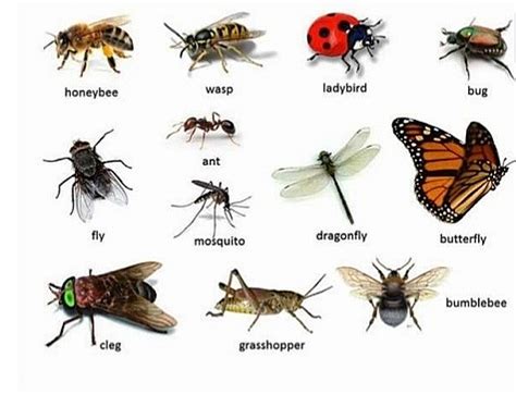 Classification of animals into invertebrate animals and vertebrate animals