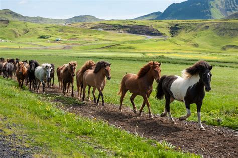 The Icelandic Horse