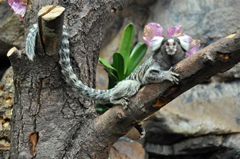 Common Marmoset | Rio Wiki | FANDOM powered by Wikia