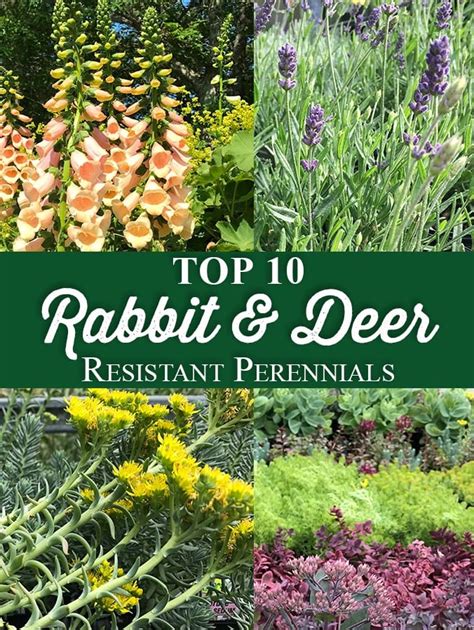 Top 10 Rabbit & Deer Resistant Perennials – Crocker Nurseries