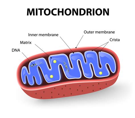 Simple Diagram Of Mitochondria