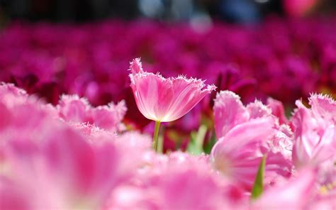 Pink Flower Wallpapers HD