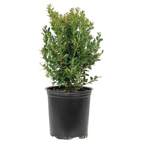 2.5 Qt. Compacta Japanese Holly(Ilex), Live Evergreen Shrub-3100Q - The ...