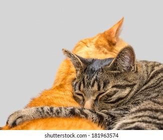 Two Cats Sleeping Together Stock Photo 181963574 | Shutterstock