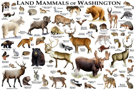 Mammals of Washington Poster Print / Washington Mammals Field | Etsy