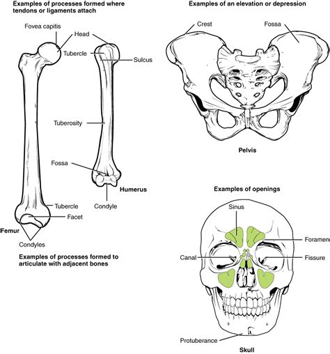 Landmarks And Bone Markings Chart