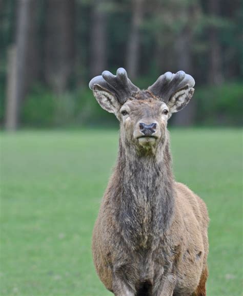 Red Deer Antlers | Wildlife Online