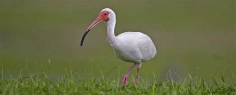 Ibis Symbolism - Spirit Animal Totems