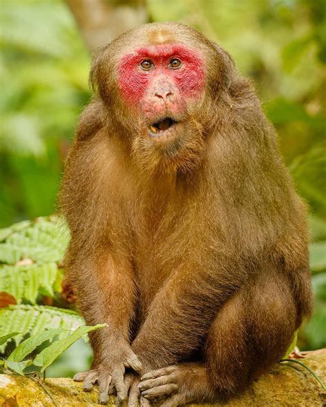 Stump-tailed macaque | Hoollongapar Gibbon Sanctuary,Assam ...