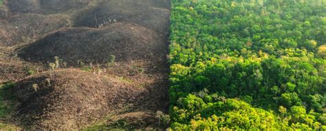 Pandemias mortais são causadas pela destruição da natureza: estudo