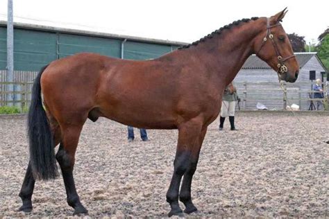 Cleveland Bay - horse breeds | Horse breeds, Rare horse breeds, Big horses