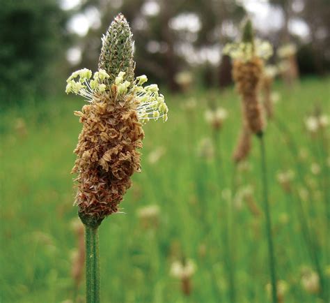 Psyllium: A Boon to Human Health