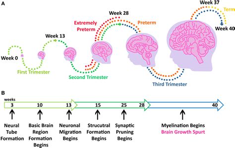 Babies Born Early Can Have Brain Injury · Frontiers for Young Minds