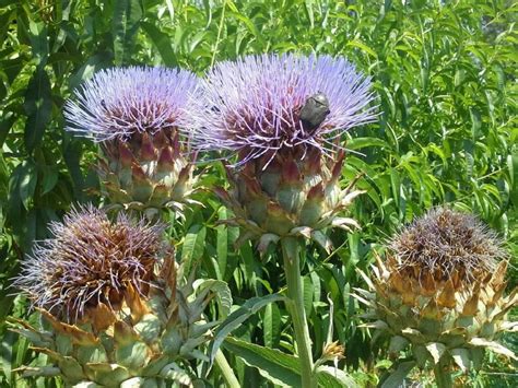 Cynara cardunculus