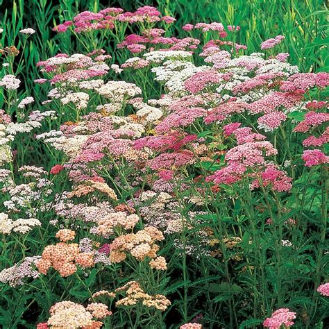 Achillea millefolium Colorado Mix | White flower farm, Achillea ...