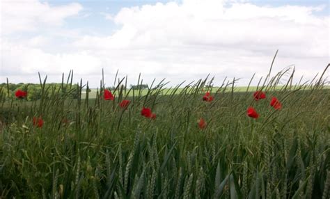 The poppy as a symbol of remembrance - The Long, Long Trail