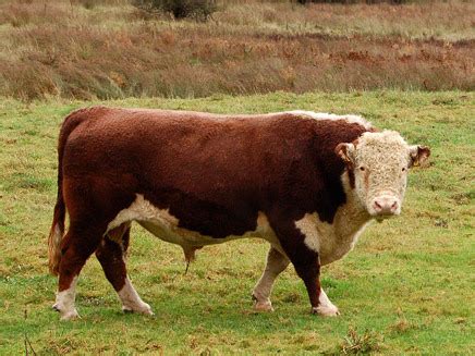 Hereford cattle - Wikipedia