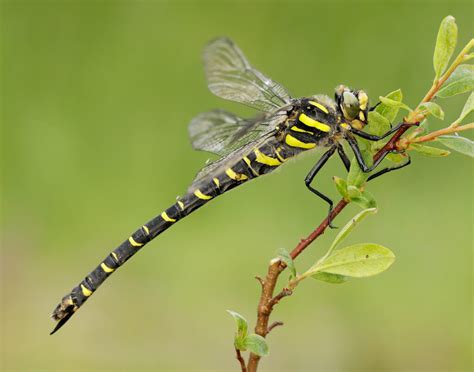 Golden-ringed Dragonfly - British Dragonfly Society