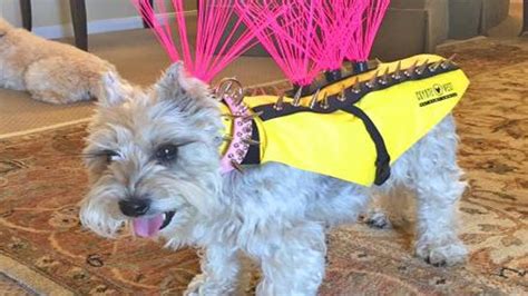 Coyote Vest: Spiked Dog Harness Protects Against Coyotes and Birds of ...