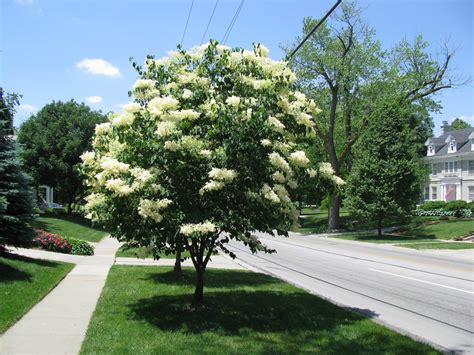 Ivory Silk Lilac Tree | Trees That Please