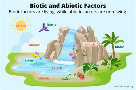 Biotic Factors In The Ecosystem - Koral Miguela