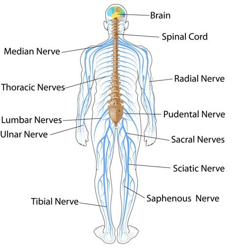 The Nervous System and Sense Organs – ICSE Solutions for Class 10 ...