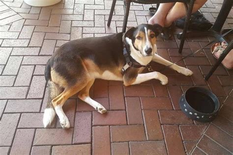 Dog Friendly Restaurants in Pensacola, FL - BringFido