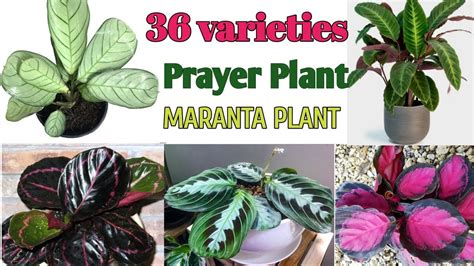 36 Prayer Plant Varieties with Names |Maranta Plant Varieties |Plant ...